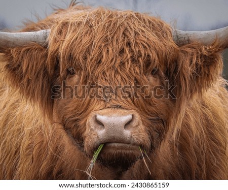 Similar – Image, Stock Photo Highland cow grazing in green grassland at foot of mountain