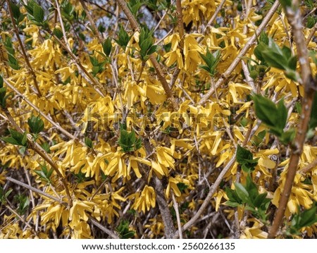 Similar – Image, Stock Photo Beautiful yellow Forsythia blooming at blue sky background. Springtime day. Spring nature. Outdoor