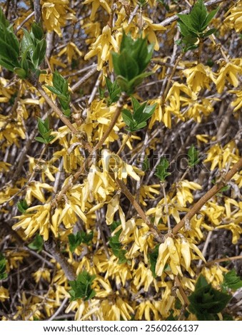 Similar – Image, Stock Photo Beautiful yellow Forsythia blooming at blue sky background. Springtime day. Spring nature. Outdoor