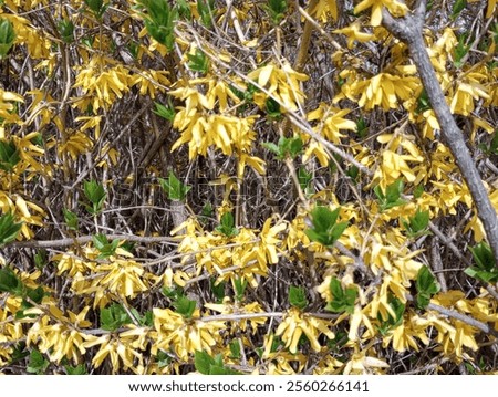 Similar – Image, Stock Photo Beautiful yellow Forsythia blooming at blue sky background. Springtime day. Spring nature. Outdoor