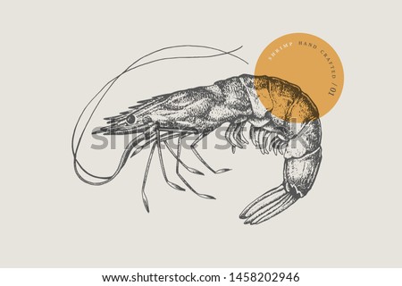 Large shrimp, drawn by graphic lines on a light background. Retro engraving for a menu of fish restaurants, for packaging in markets and in stores. Vector vintage illustration.