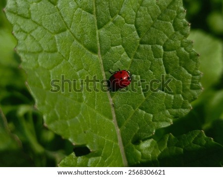 Similar – Image, Stock Photo The ladybug crawls on velvety red leaves of red-headed knapweed