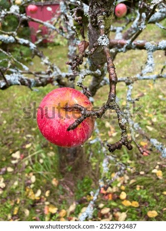 Similar – Image, Stock Photo the last apple on the lawn