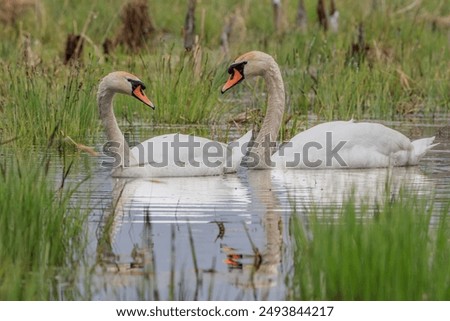 Similar – Image, Stock Photo swans in sunlight and shadow. White stripes of birch trees.