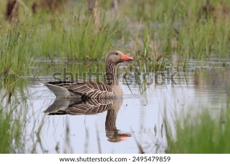 Similar – Image, Stock Photo A greylag goose at a lake in the Odenwald