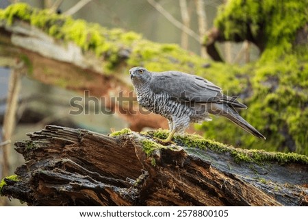 Similar – Image, Stock Photo Hawk sitting on tree branch in forest