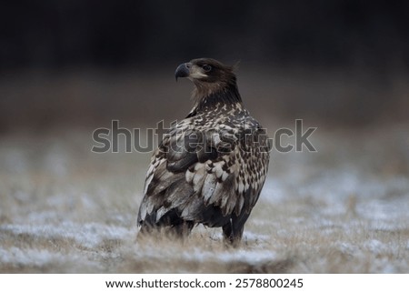 Image, Stock Photo big snow covered meadow in front of a forest in the Rhön