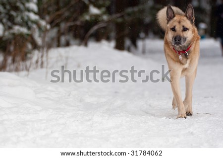 West Siberian Laika walking in winter forest