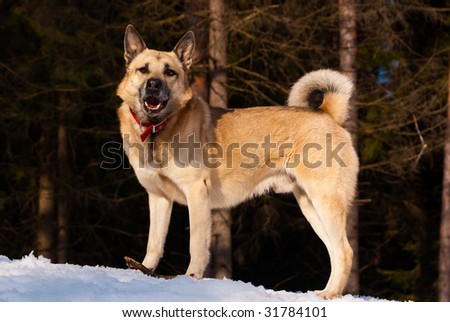 West Siberian Laika in winter forest