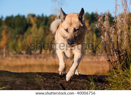 Jumping West Siberian laika (husky)