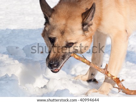 West Siberian Laika (Husky) with a stick in winter forest
