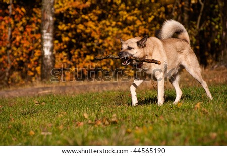 West Siberian laika (husky) playing with stick