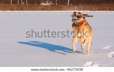 West Siberian Laika (Husky) playing with stick
