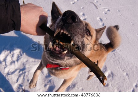 Wide angle photo of the dog playing with stick in hand of its owner. Focus on the nose of the dog.