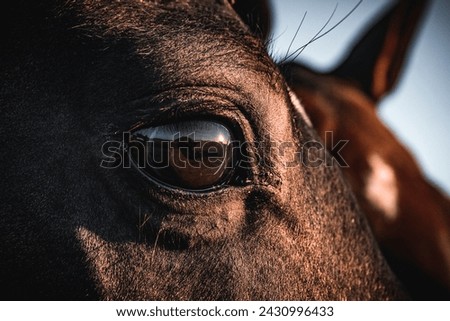 Similar – Foto Bild Pferd mit Auge im Fokus