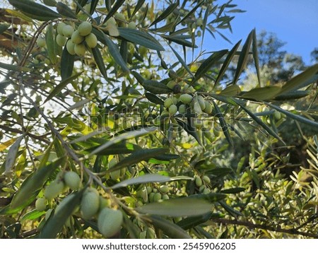 Similar – Image, Stock Photo Verdant trees growing under cloudless sky