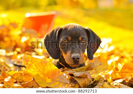 Dachshund puppy in a pile of leaves
