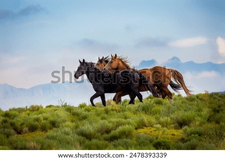 Similar – Image, Stock Photo Wild