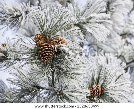 Similar – Image, Stock Photo Fir needles with morning dew