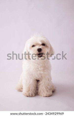 Similar – Image, Stock Photo Maltese dog on a spring day