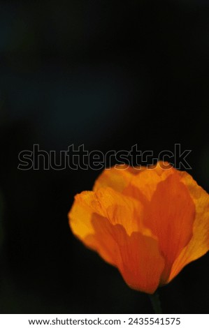 Similar – Image, Stock Photo Close up backlight portrait of a young, freckled woman with wind-blown hair in front of a bush