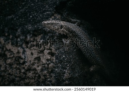 Similar – Image, Stock Photo Hiding place for life jackets….