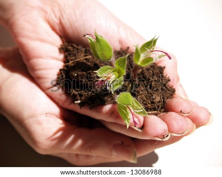 Hands with plant over white