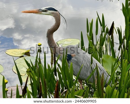 Similar – Image, Stock Photo Heron on edge in river in Görlitz