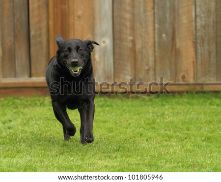 Black Lab Dog Running