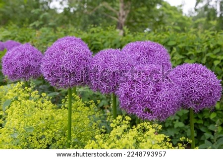 Similar – Image, Stock Photo Pink ornamental garlic with drops of water