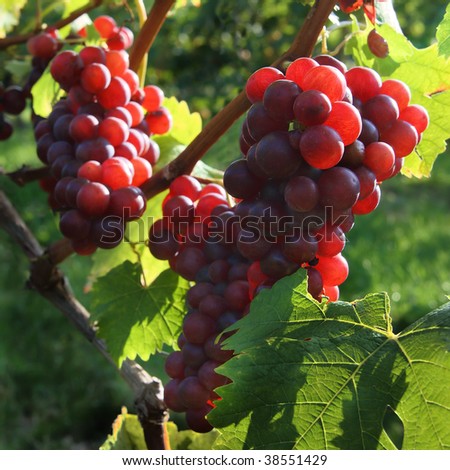 red grapes in the sunlight
