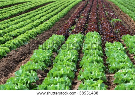a field of green and red salad