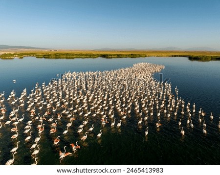 Similar – Image, Stock Photo Flock of flamingos on lake