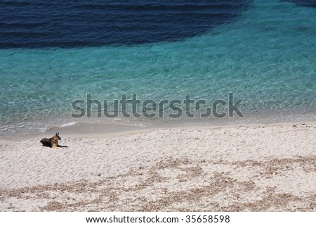 German shepherd dog take sun on a beautiful beach