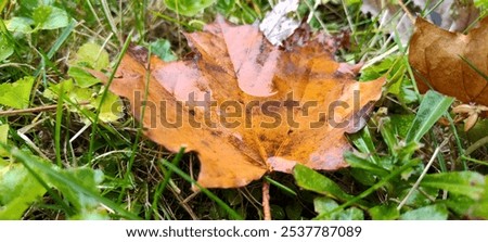 Similar – Image, Stock Photo there could be rain