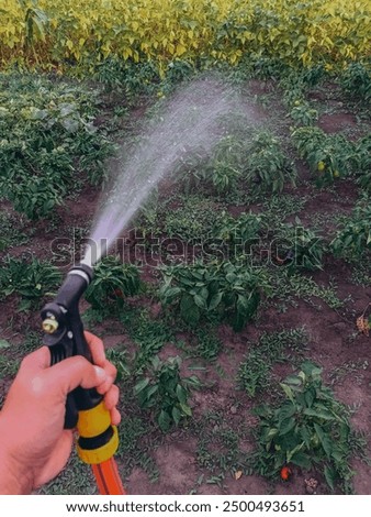 Similar – Image, Stock Photo washing day Grass Bushes