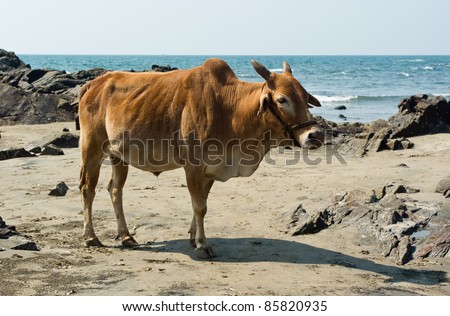 Indian cow in the beach of Arabian sea, Goa