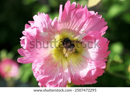 Similar – Image, Stock Photo Closeup of a Hollyhock