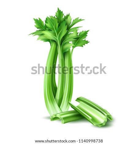 Realistic raw celery leaves. Ripe vegetable full of nutritions and vitamins, juicy fresh cooking ingredient. Vector 3d healthy vegetarian natural food, organic agriculture symbol
