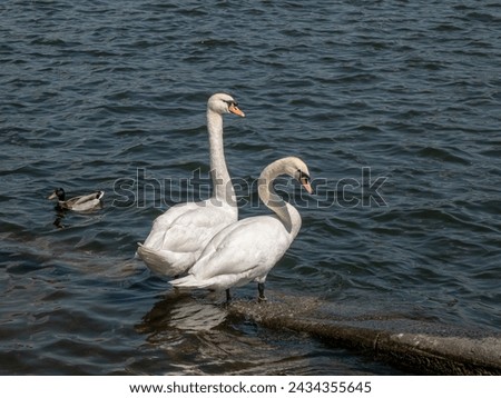 Similar – Image, Stock Photo Two swans on the Tiefen See swim to dinner together