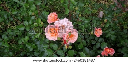 Similar – Image, Stock Photo rose thorn and waterdrop living together for a while