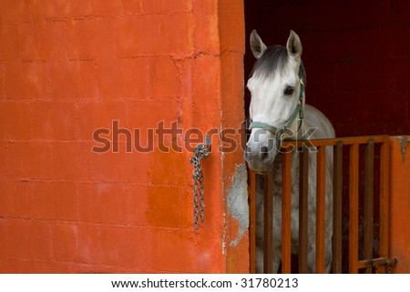 A white horse waiting in his orange box.
