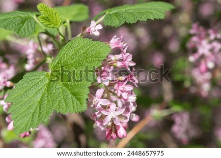 Similar – Image, Stock Photo pink currants on a bush