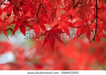 Similar – Image, Stock Photo The red leaves of the maple in autumn