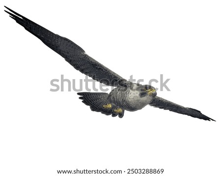 Pregrinus falco, super fast flying vektor ilustration design 