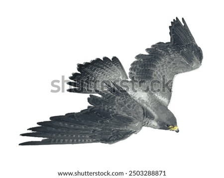 Pregrinus falco, super fast flying vektor ilustration design 