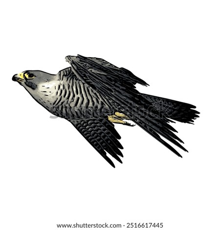 Bird Falcon, falconary pregrinus super fast flying logo icon template design 