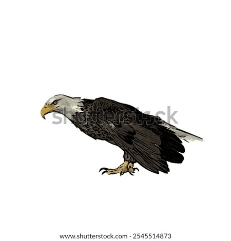 Bald eagle in ground abstract ilustration isolated animal design 