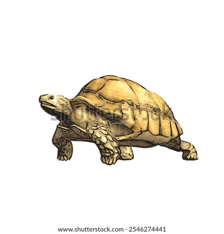 African tortoise animal vector ilustration realistic design template 