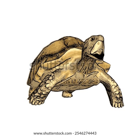 African tortoise animal vector ilustration realistic design template 